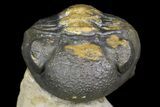 Cyphaspis Trilobite With Translucent Shell & Austerops #163377-9